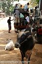 web_PICT0125 * キンプンの町並み１
町には牛や豚が徘徊している。















[PR] 看護師 求人


