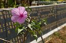 PICT0011 * ミャンマーの日本人墓地（花と慰霊碑）



ヤンゴンの日本人墓地　～その１～
ヤンゴンの日本人墓地　～その２～
ヤンゴンの日本人墓地　～その３～













[PR] sip

